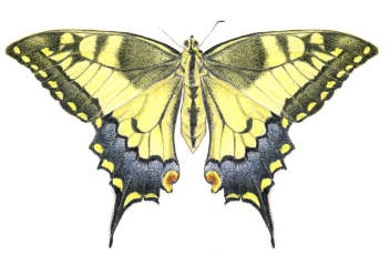 Papillon machaon, crayons de couleur